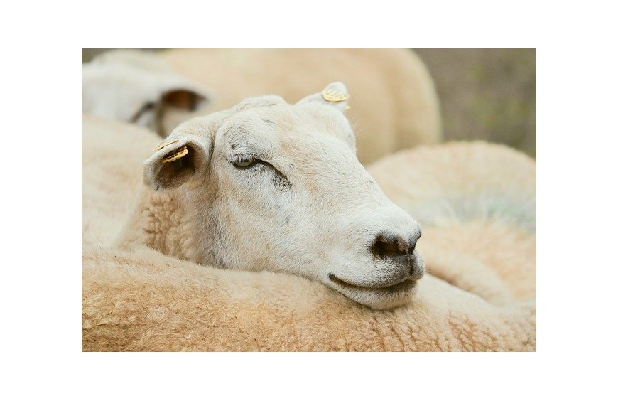 CBD w lęku i depresji – trochę naukowo 