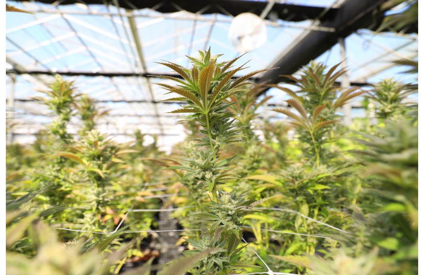 Kannabinoidy - co to takiego?