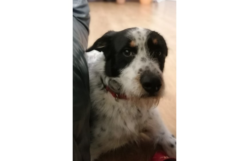 Olejek CBD i jego właściwości w suplementacji zwierząt.